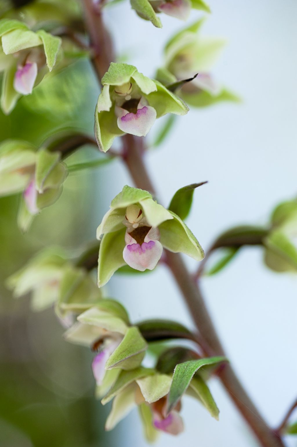 Epipactis purpurata